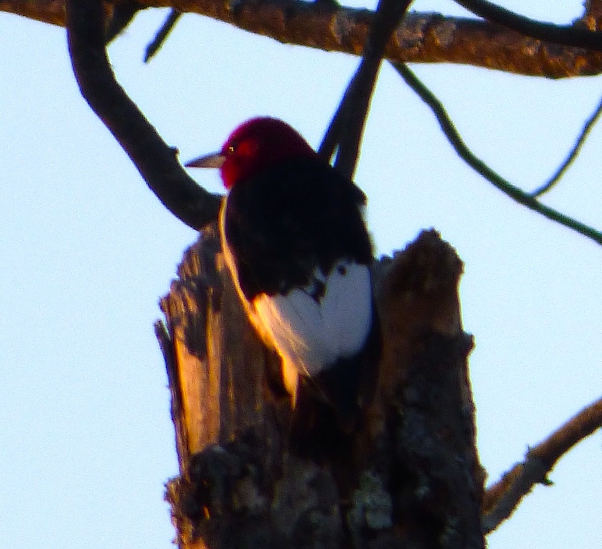 Red-headed Woodpecker - Mary  McMahon