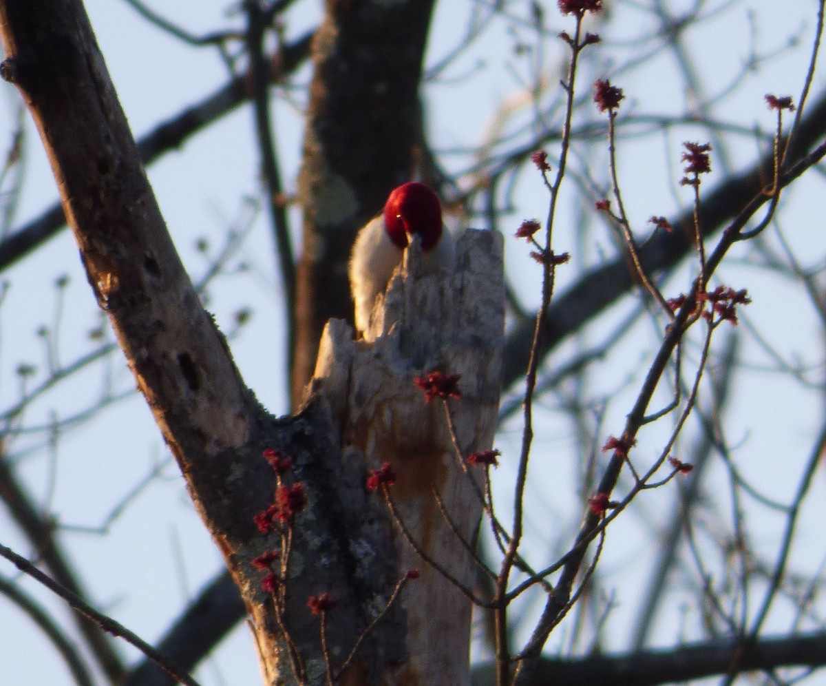 Red-headed Woodpecker - ML26643541