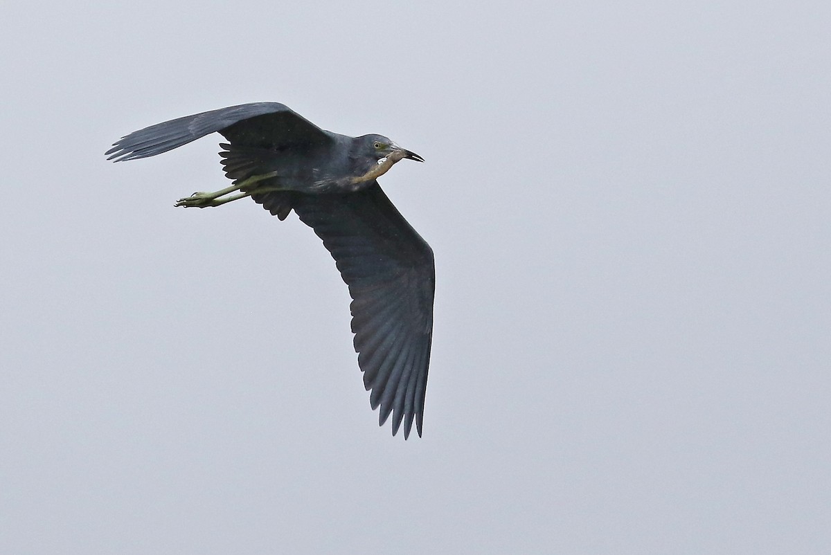 Little Blue Heron - Roger Ahlman