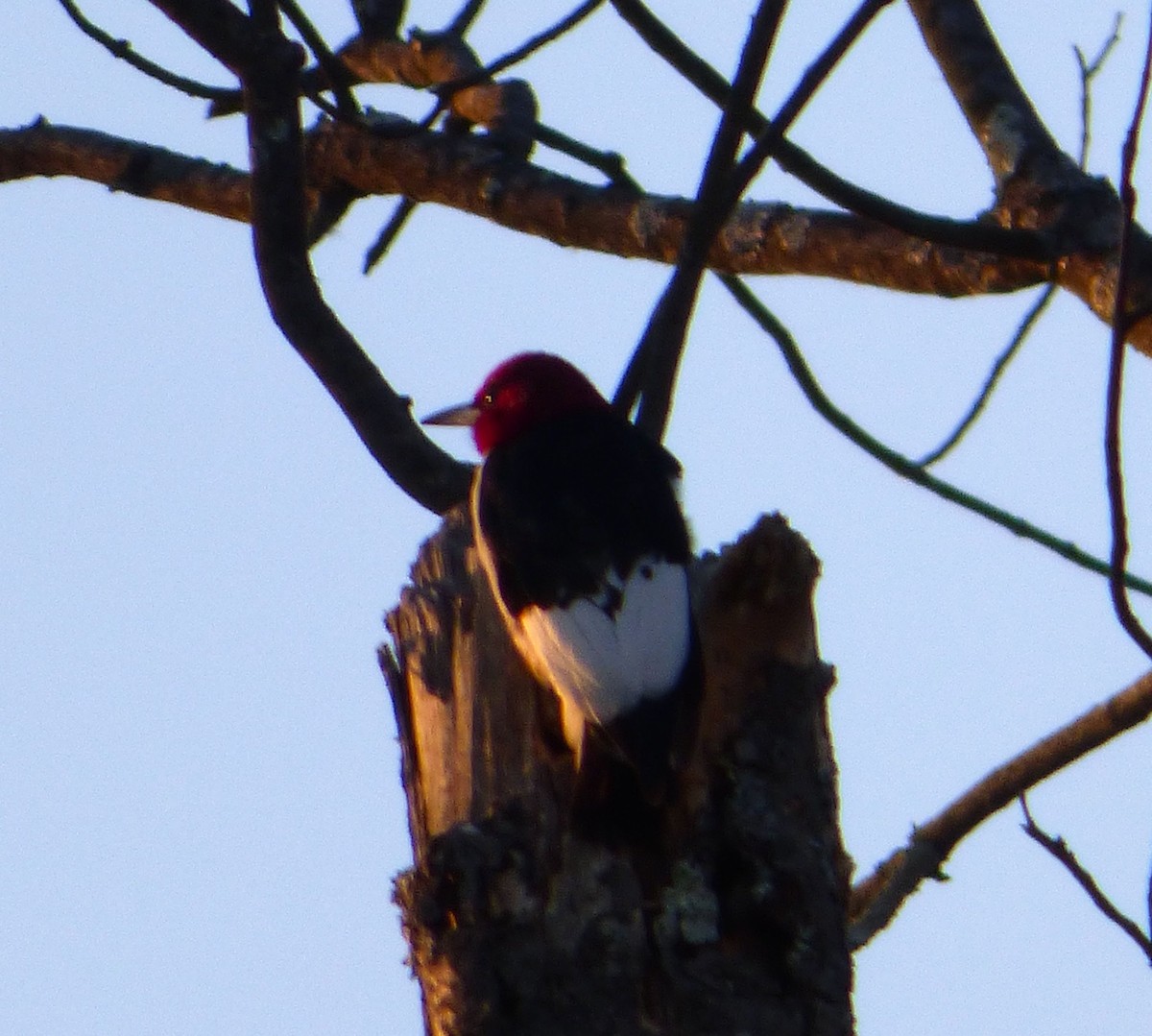 Red-headed Woodpecker - ML26643621