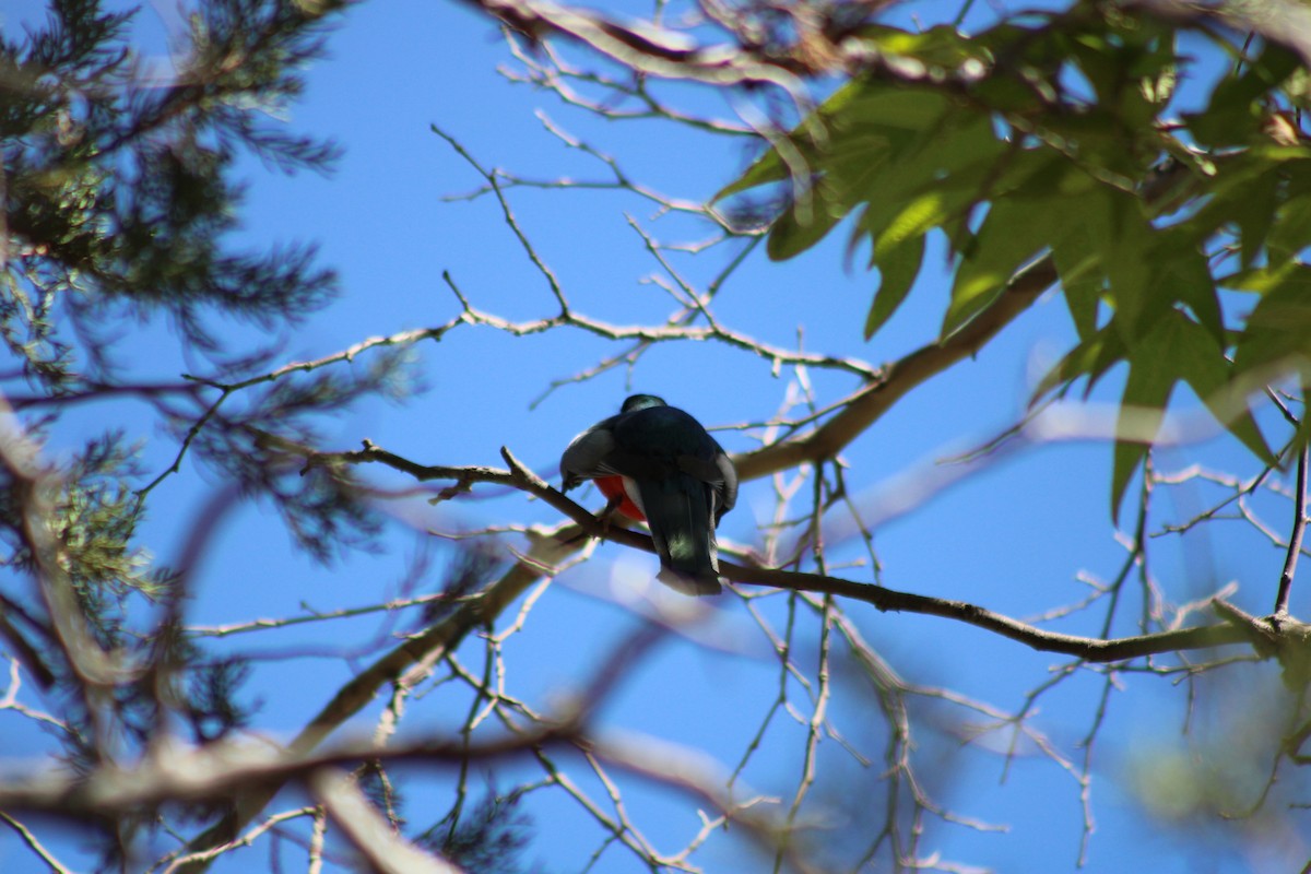 Elegant Trogon - ML266437801