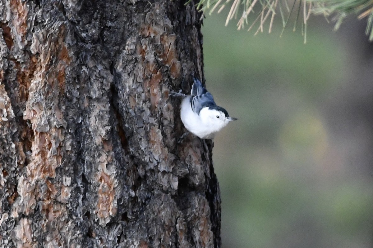 White-breasted Nuthatch - Kent Kleman