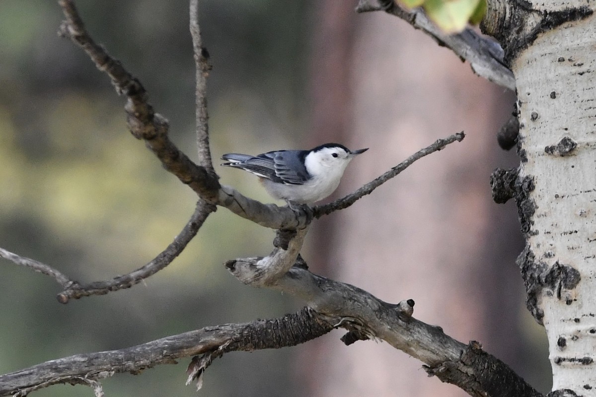 White-breasted Nuthatch - Kent Kleman