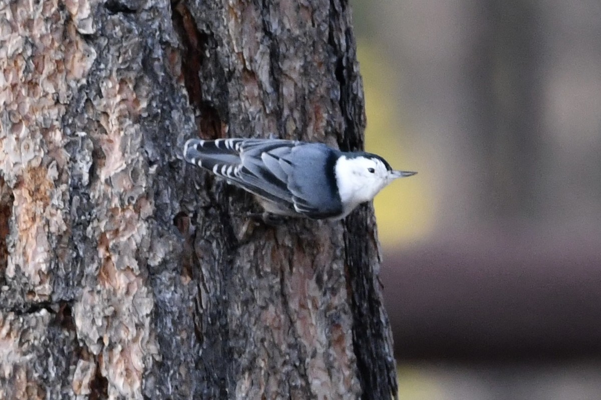 White-breasted Nuthatch - Kent Kleman