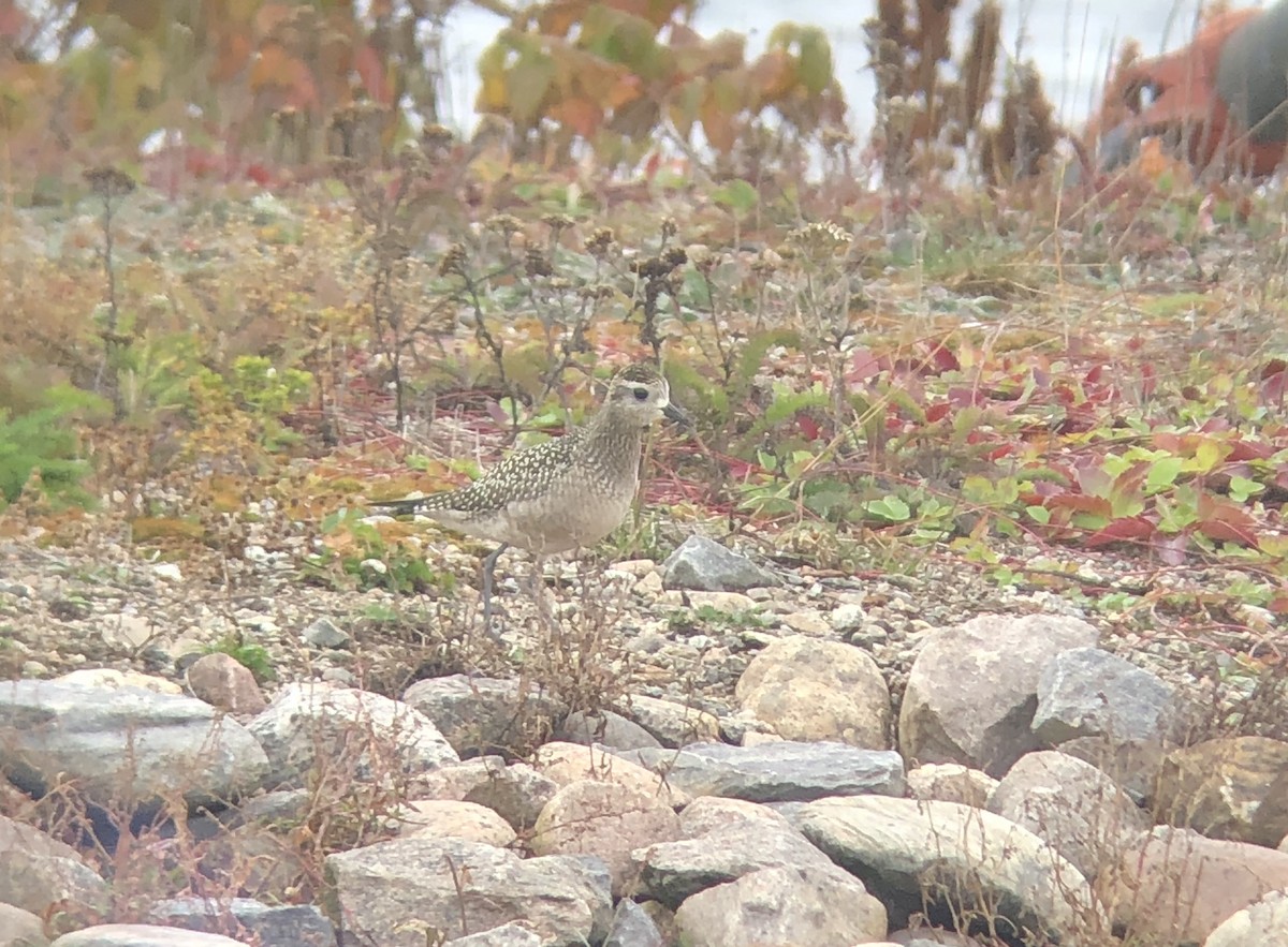 American Golden-Plover - François-Xavier Grandmont