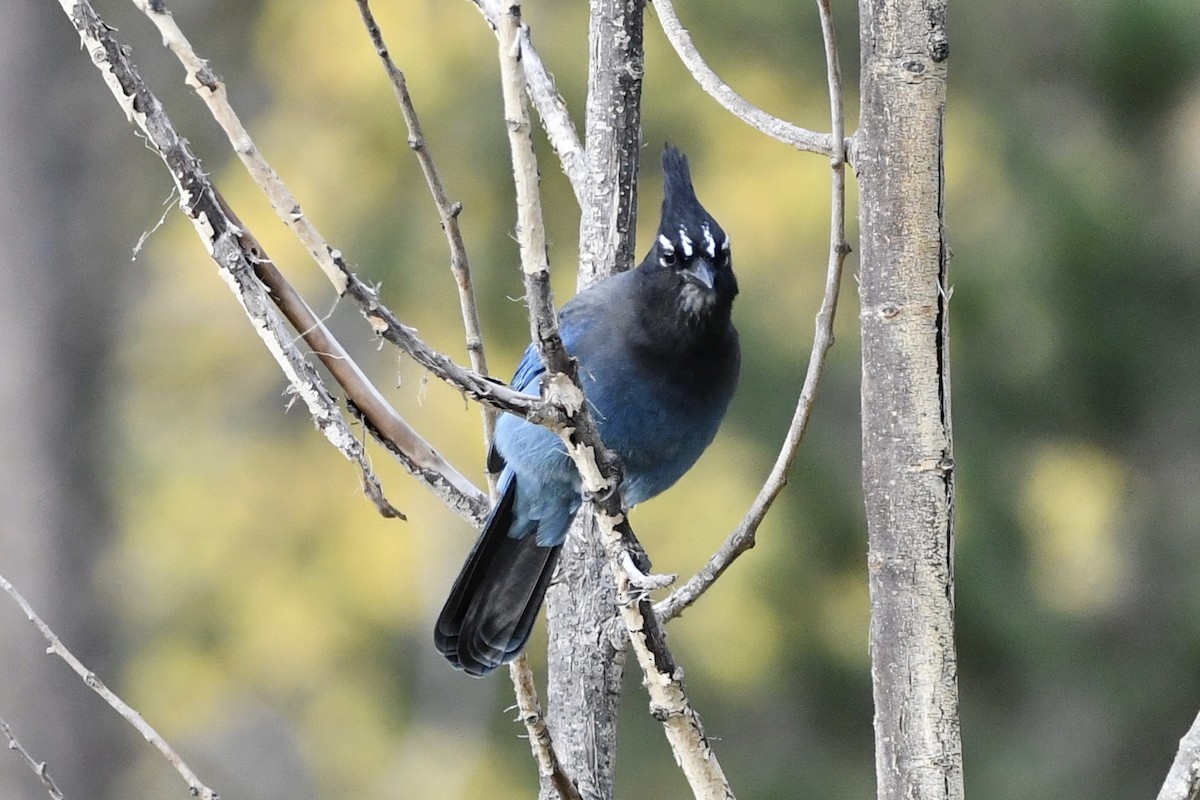 Steller's Jay - ML266438121