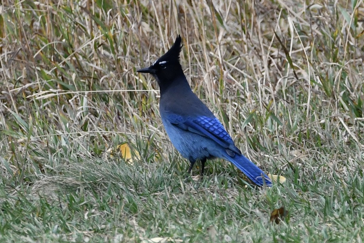 Steller's Jay - ML266438131