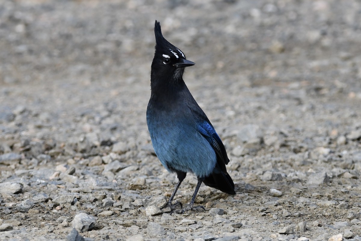 Steller's Jay - ML266438141