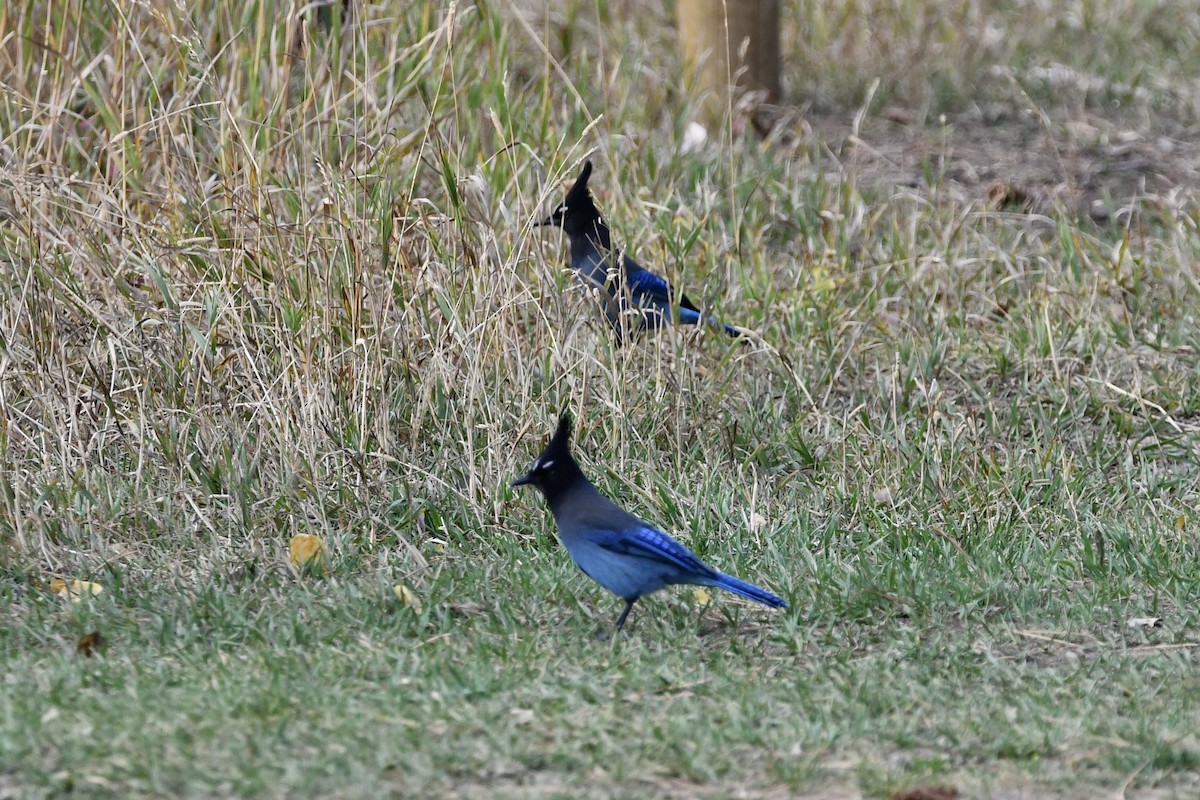 Steller's Jay - ML266438151