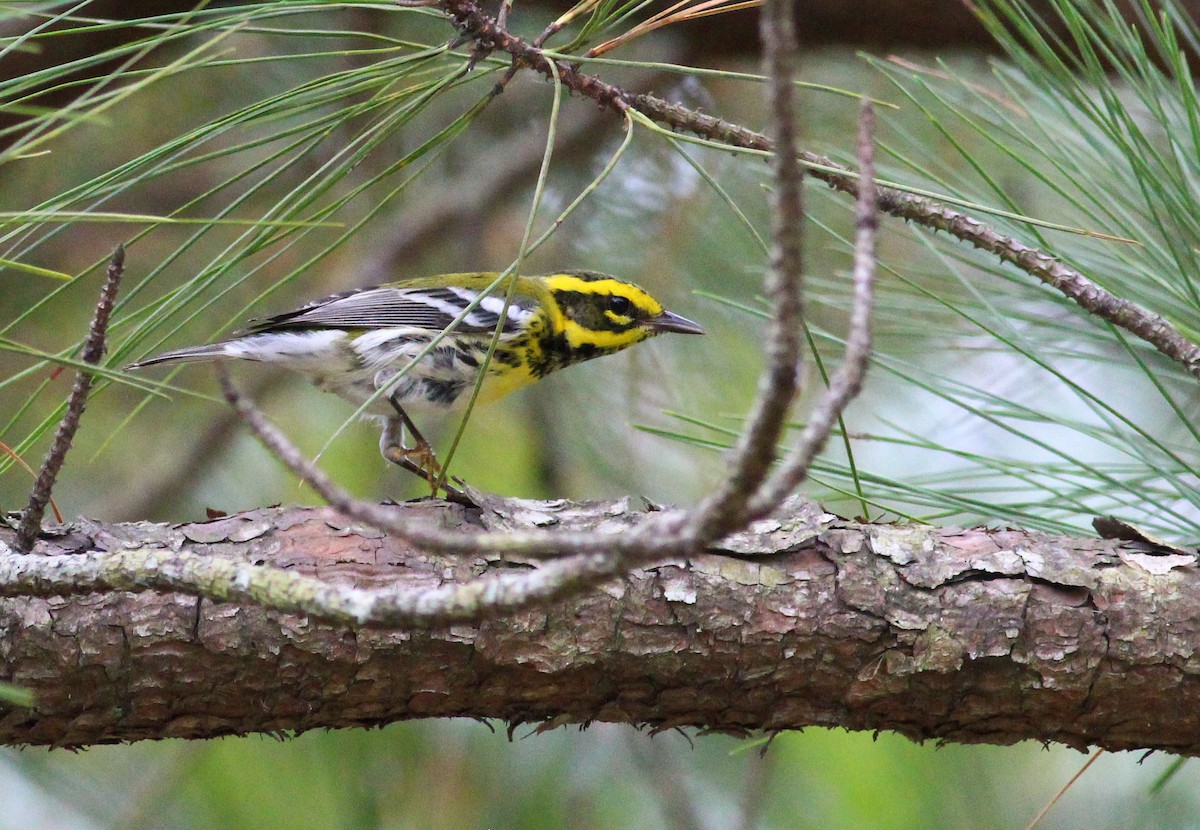 Townsend's Warbler - ML266440551