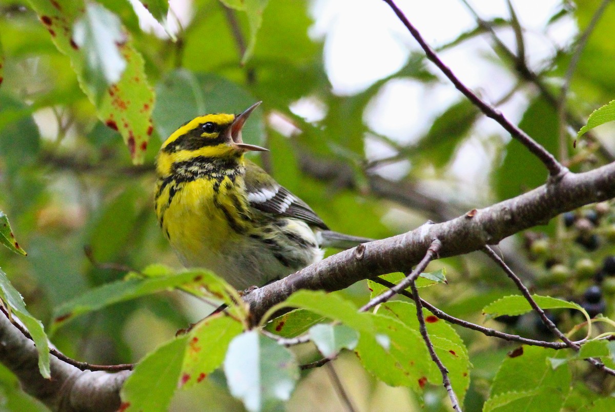 Townsend's Warbler - Charlotte Farrell