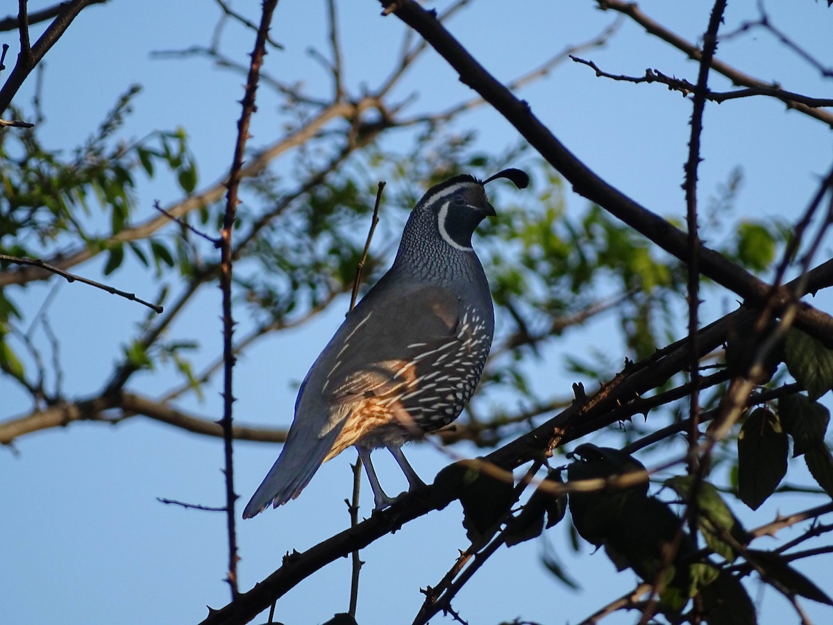 California Quail - ML266441691