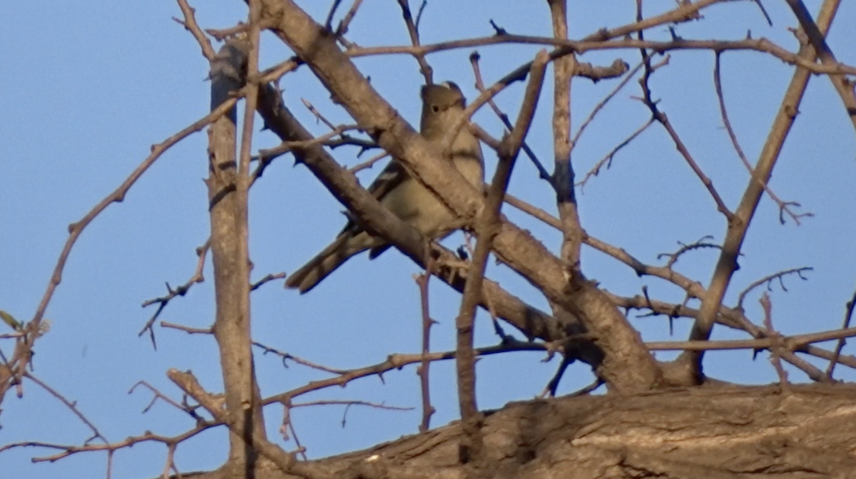 White-crested Elaenia - ML266441781