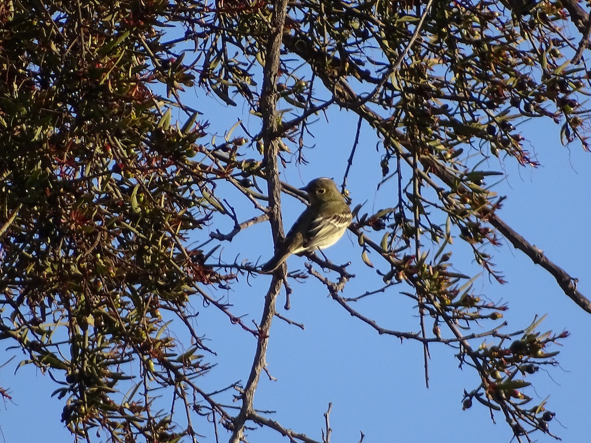 White-crested Elaenia - ML266441791