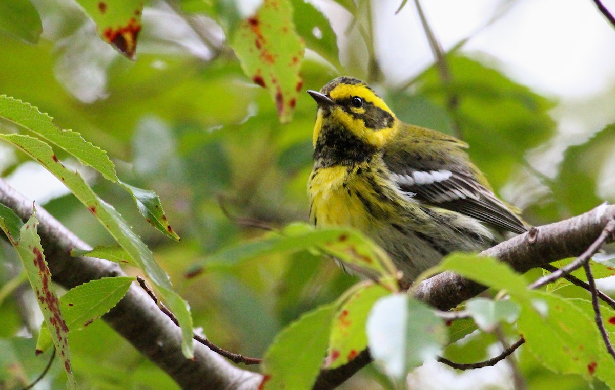 Townsend's Warbler - Charlotte Farrell