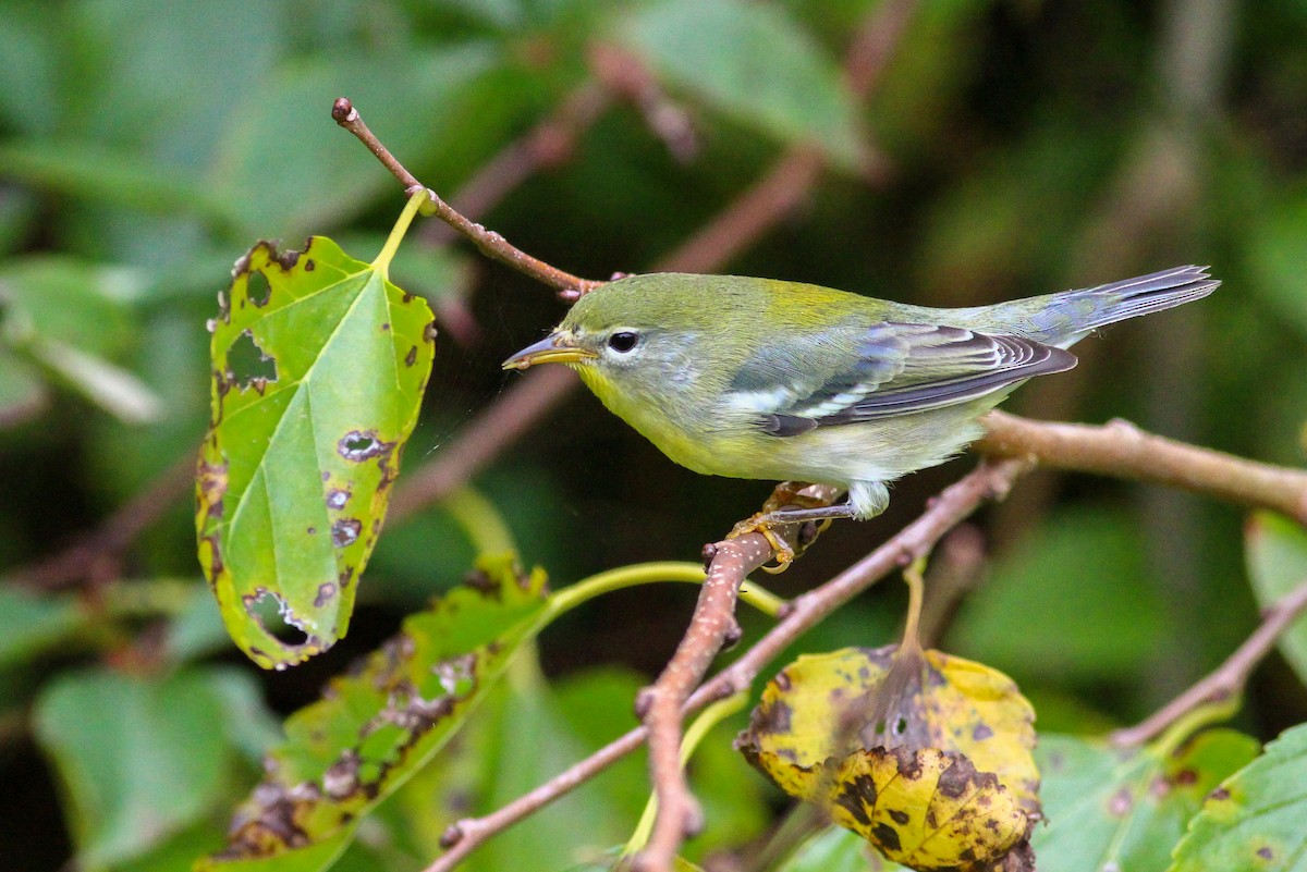 Northern Parula - Charlotte Farrell