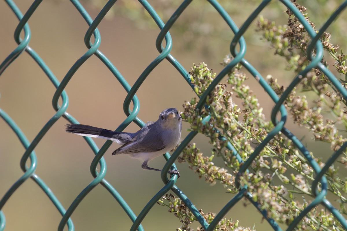 Blue-gray Gnatcatcher - Alison Hiers