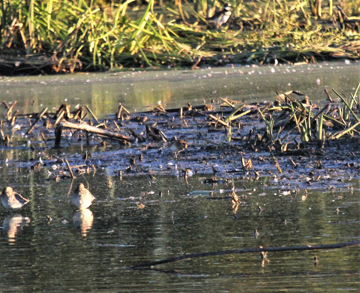 Sharp-tailed Sandpiper - Nels Nelson