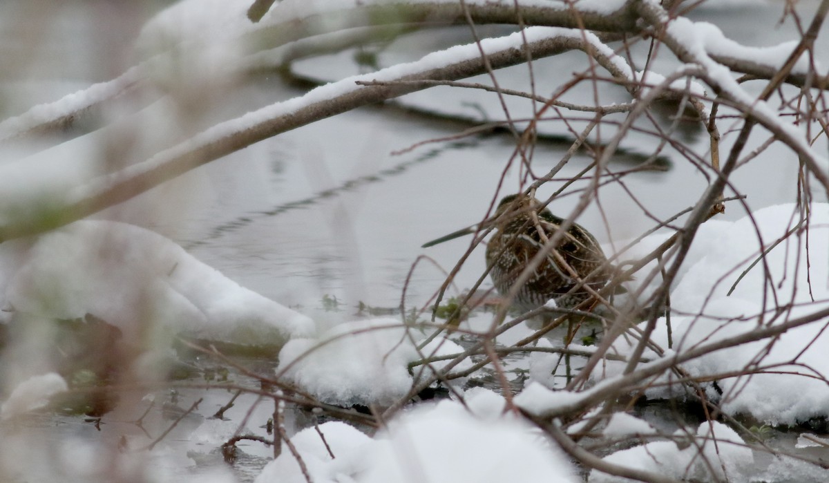 Wilson's Snipe - Jay McGowan