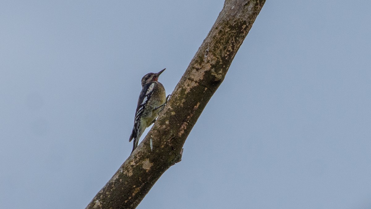 Yellow-bellied Sapsucker - Paul Clifford