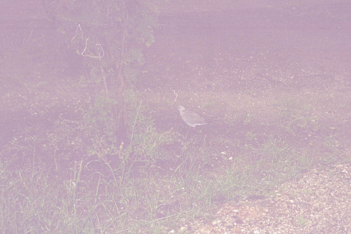 Горлиця суданська - ML266447371