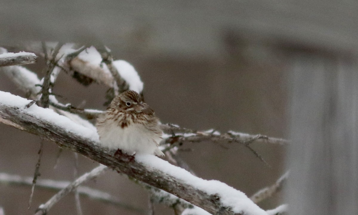 Vesper Sparrow - ML26644801