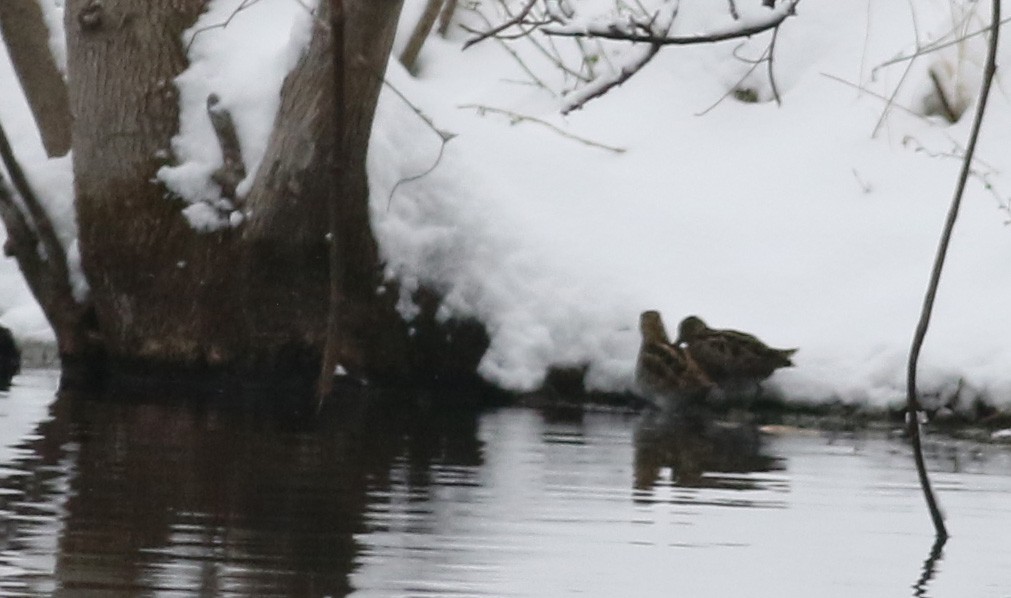 Wilson's Snipe - Jay McGowan