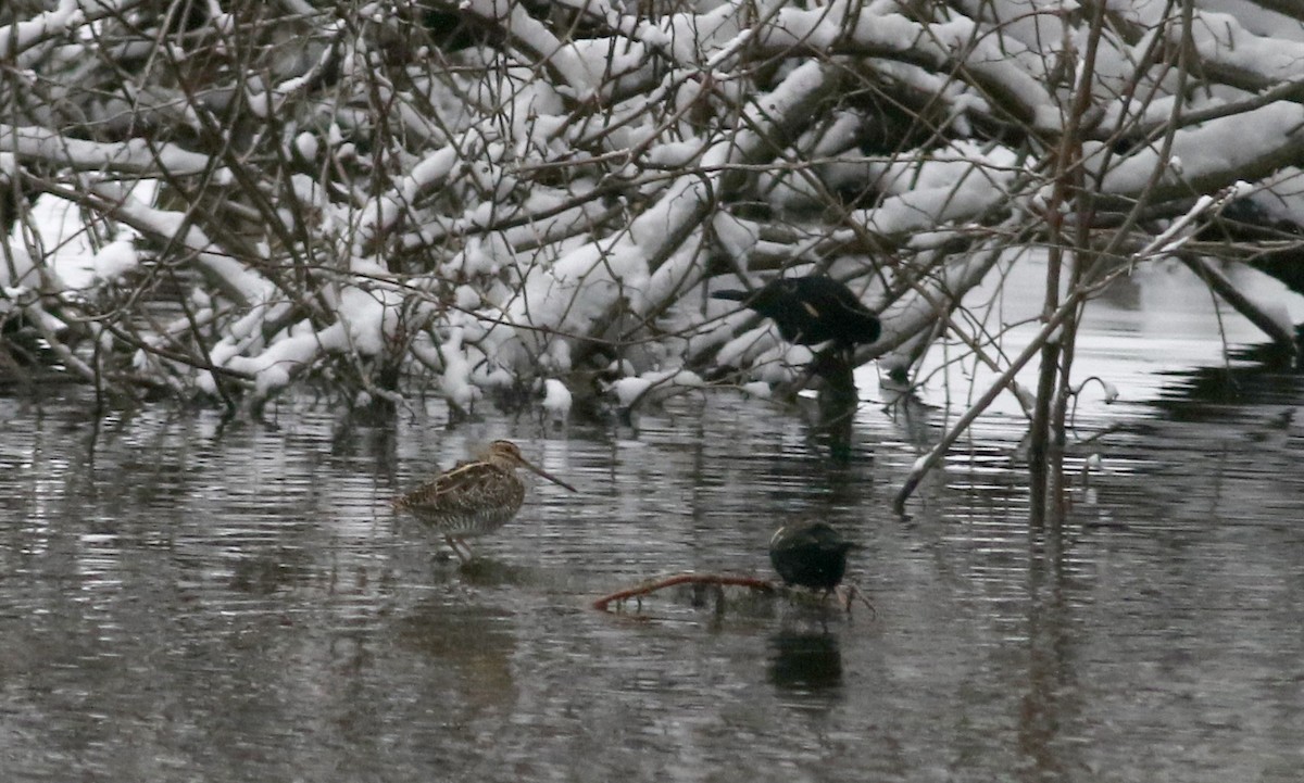 Wilson's Snipe - Jay McGowan