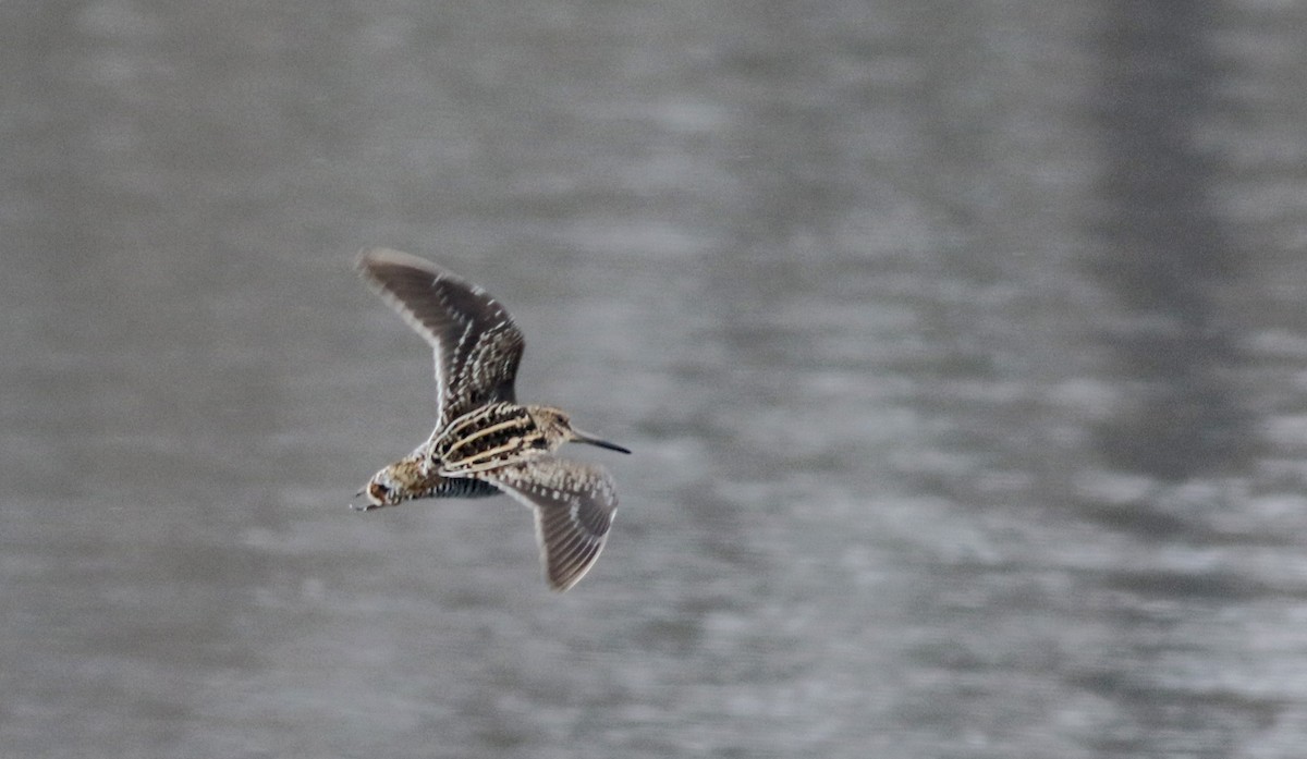 Wilson's Snipe - Jay McGowan