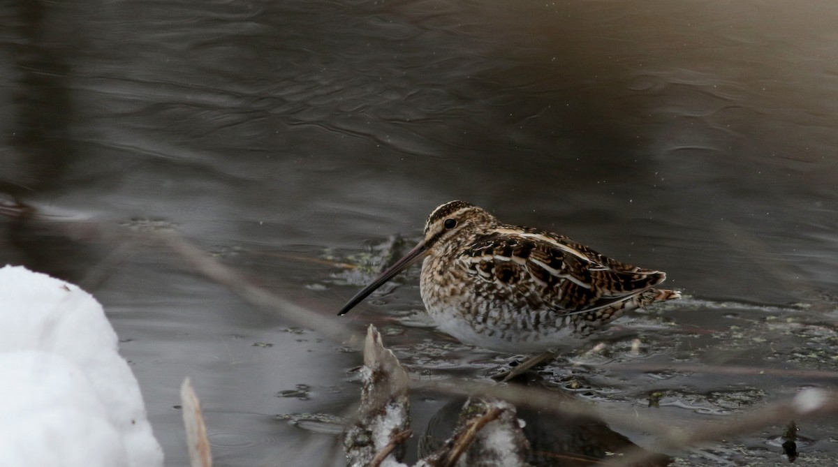 Wilson's Snipe - ML26644951