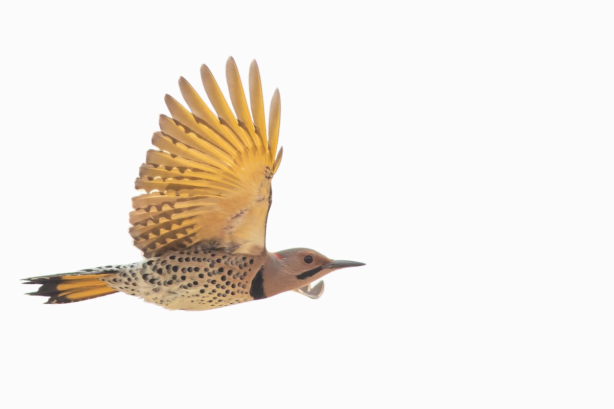 Northern Flicker (Yellow-shafted) - Doug Gochfeld