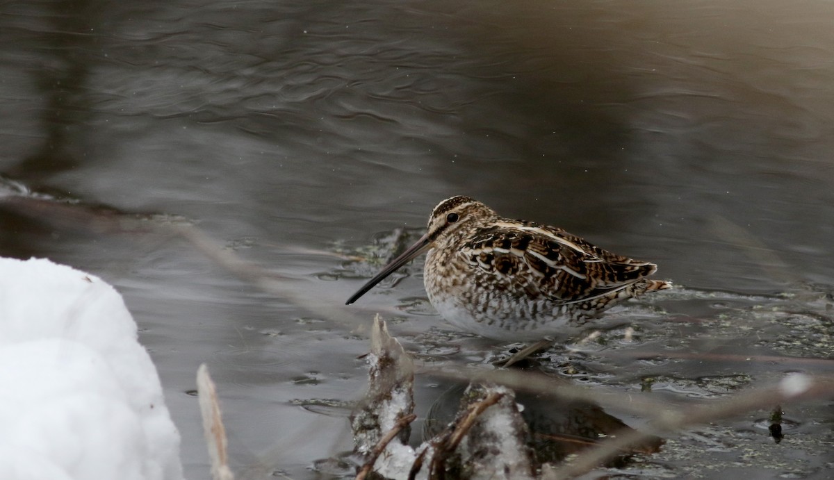 Wilson's Snipe - Jay McGowan