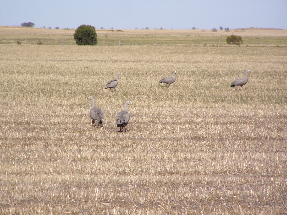 Cape Barren Goose - ML266449811