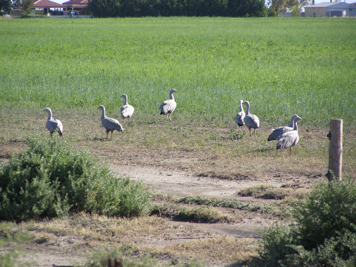 Cape Barren Goose - ML266449871