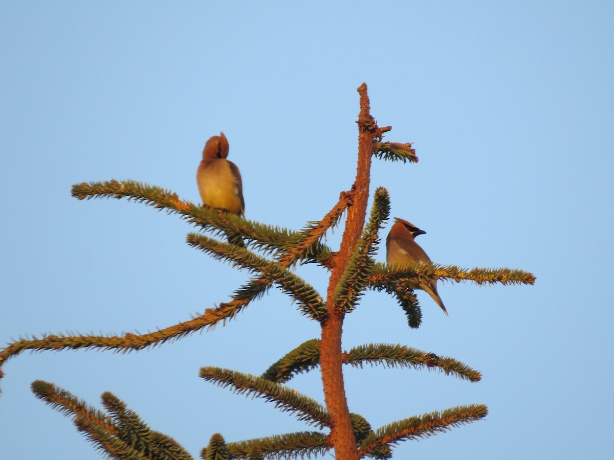 Cedar Waxwing - ML266450771