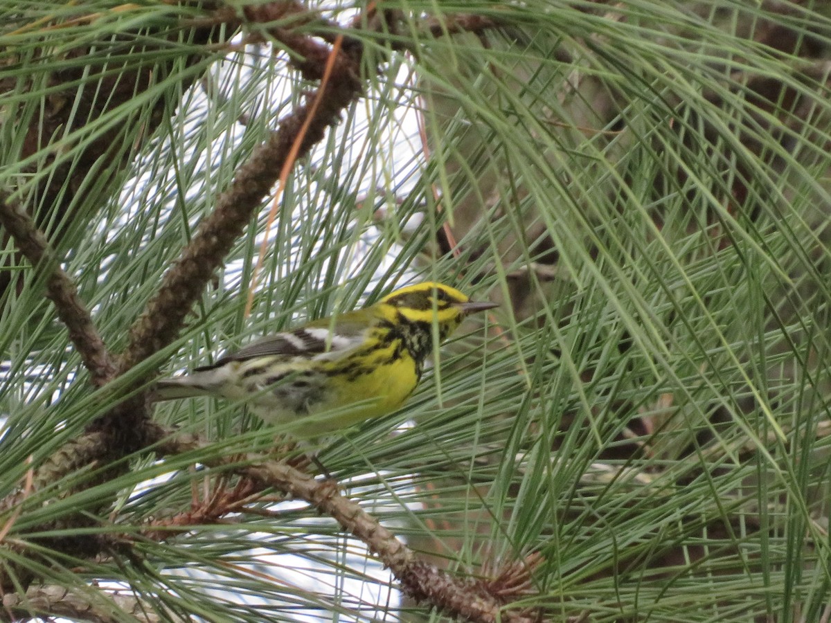 Townsend's Warbler - James Fox