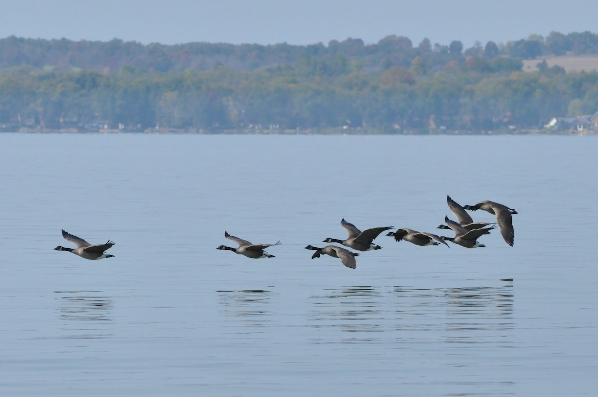 Canada Goose - ML266453151