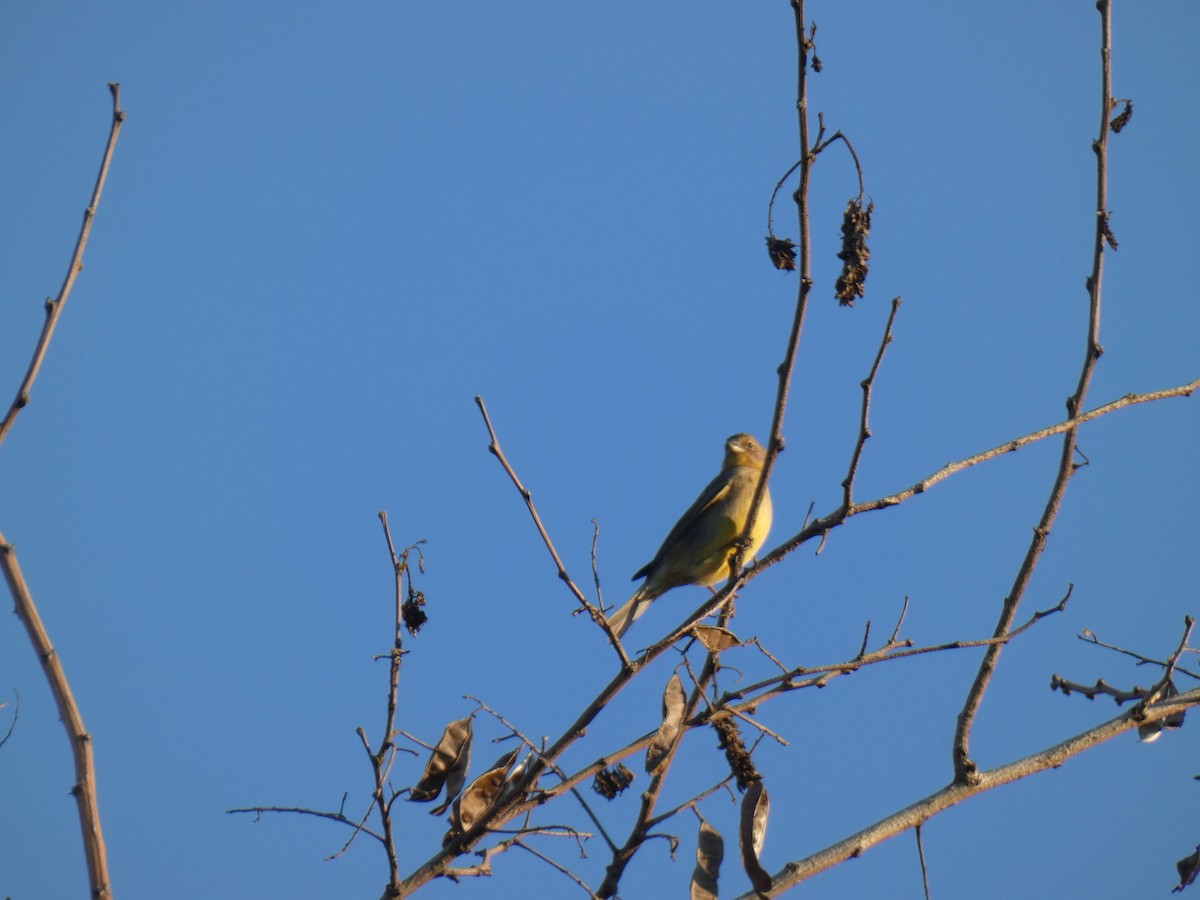 Grassland Yellow-Finch - ML266453921