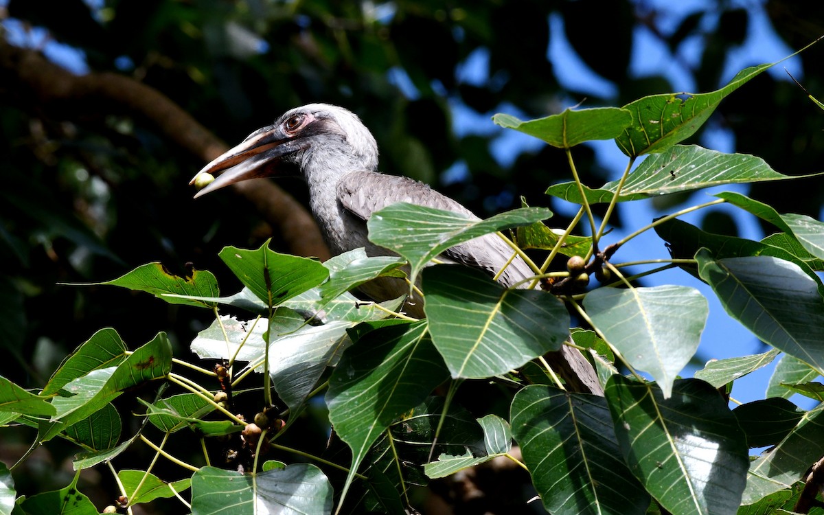 Indian Gray Hornbill - mathew thekkethala