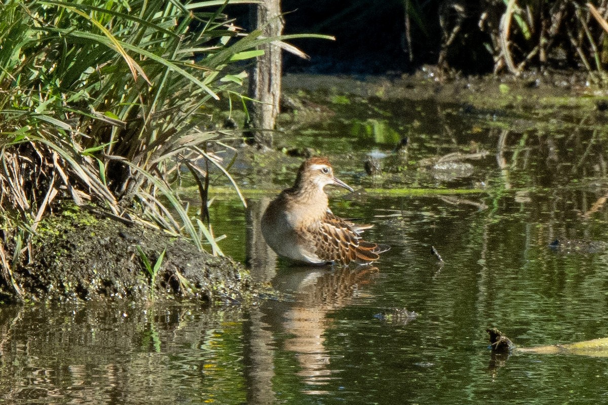 Sharp-tailed Sandpiper - ML266455181