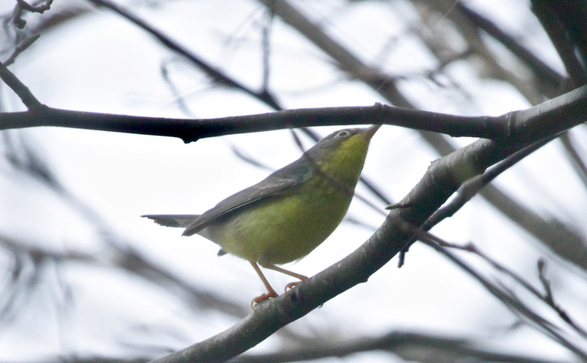 Canada Warbler - ML266455271