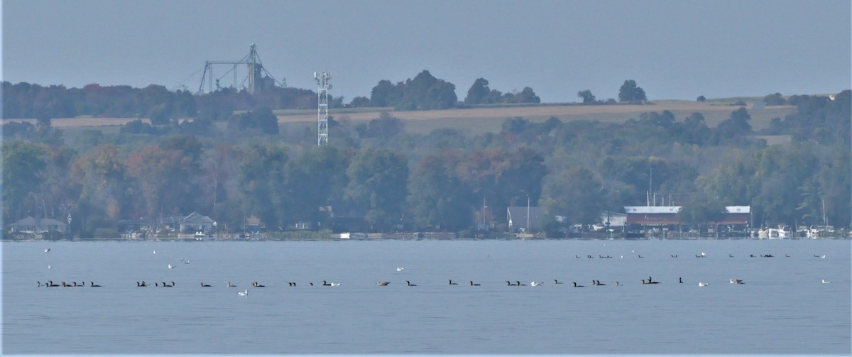 Double-crested Cormorant - ML266455611