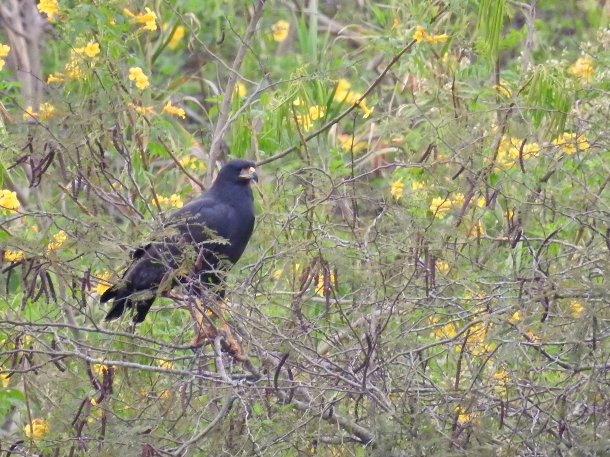 Great Black Hawk - Mariel Sanchez