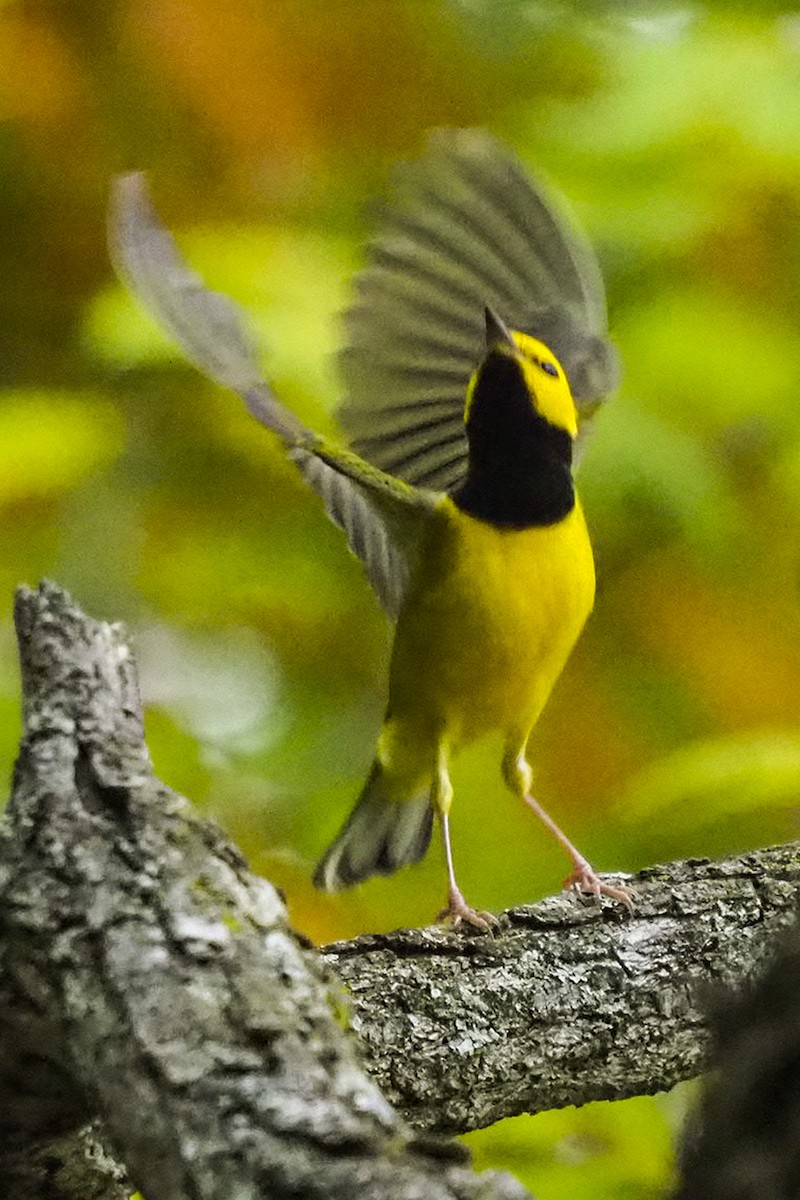 Hooded Warbler - ML266456671