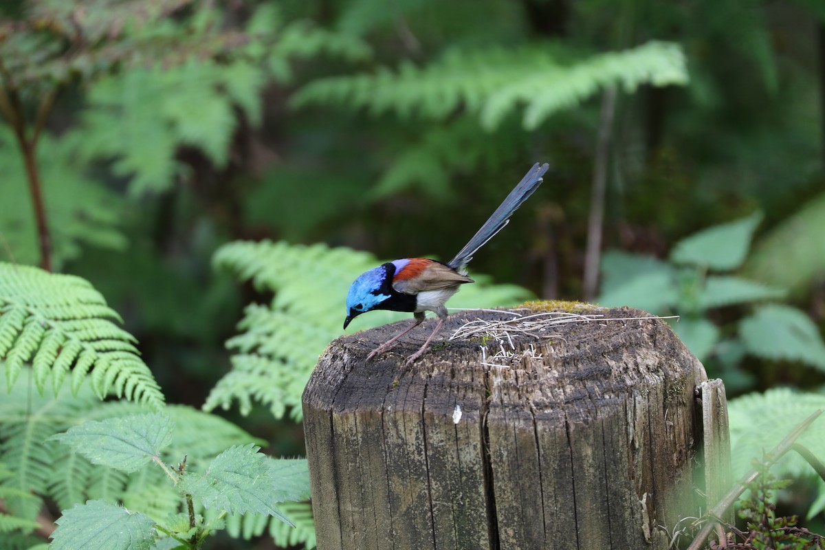 Variegated Fairywren - ML266457671