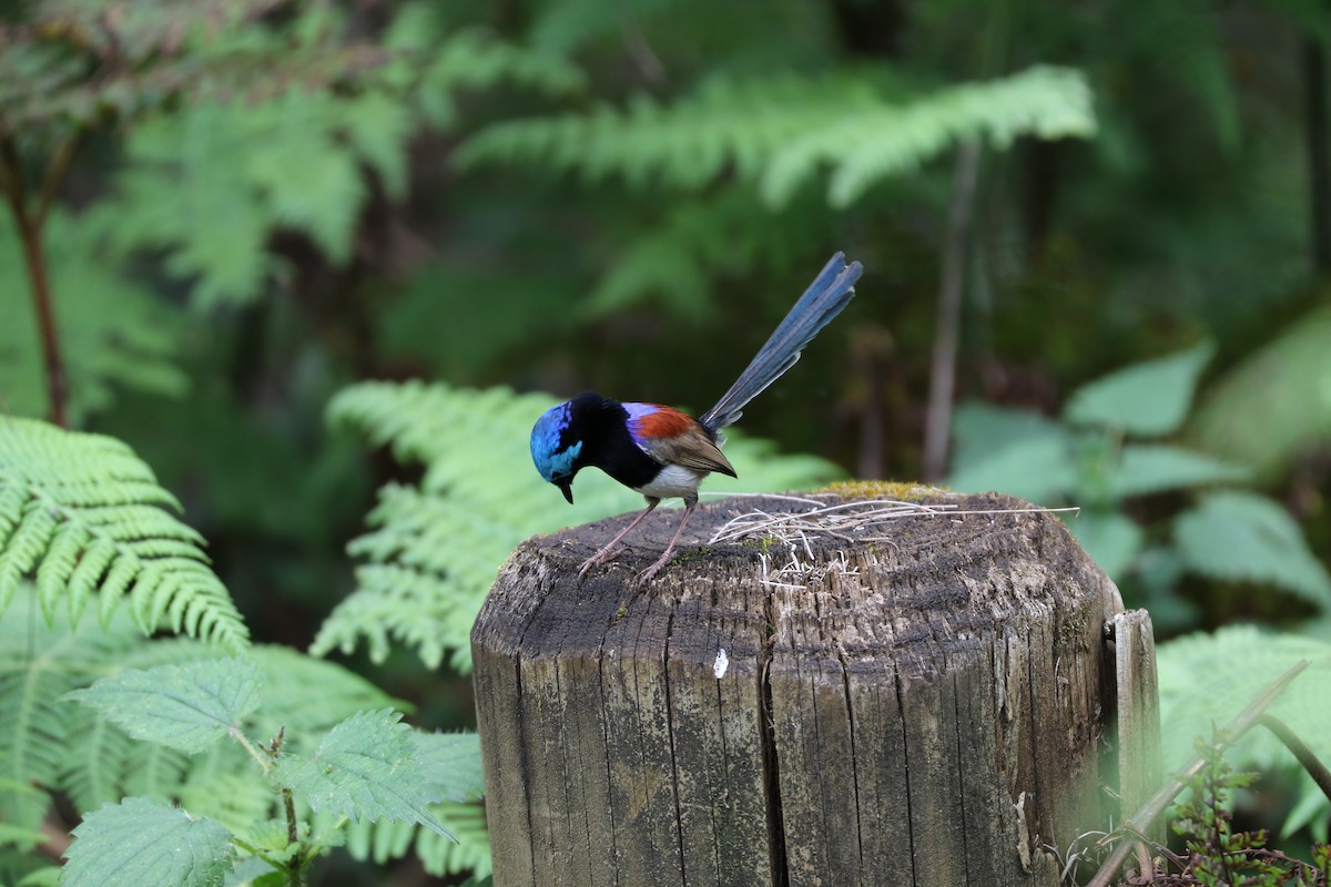 Variegated Fairywren - ML266457701