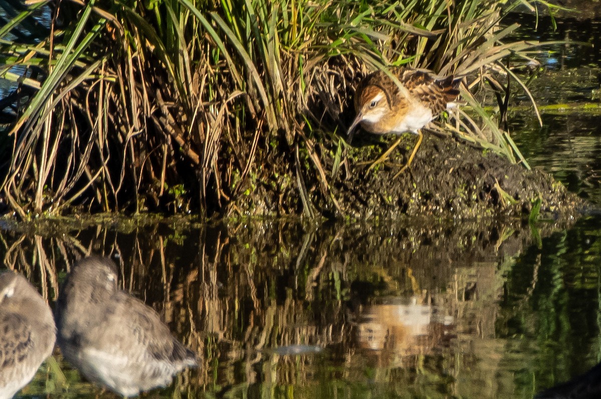 Sharp-tailed Sandpiper - ML266457891