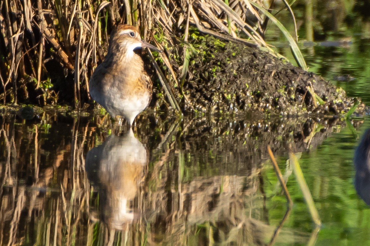 Sharp-tailed Sandpiper - ML266457921