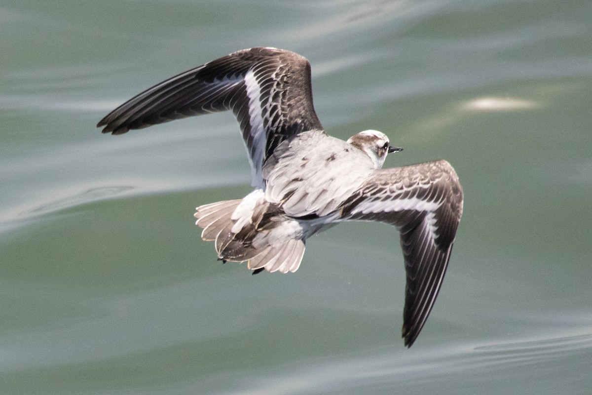 Red Phalarope - Robert Lewis