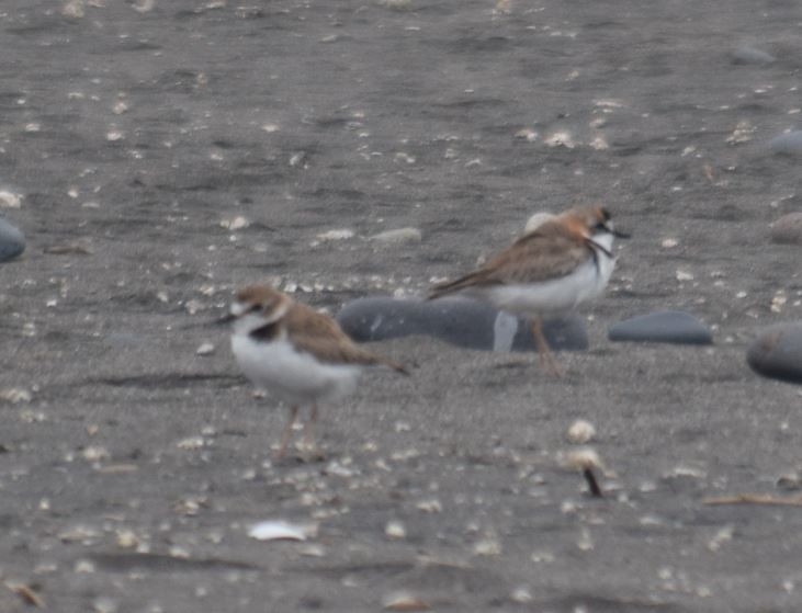 Two-banded Plover - ML266458731